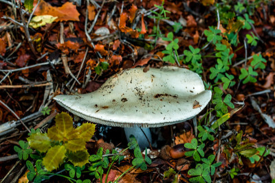 Clitocybe Candicans蘑菇