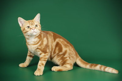 彩色背景上的美国短毛猫