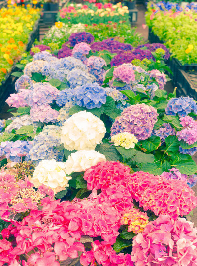 花园市场