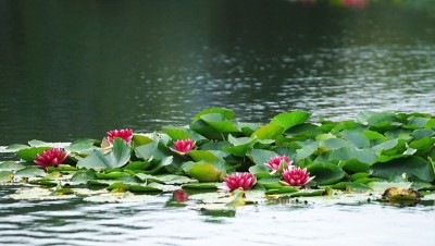 鹤屿温泉莲花与睡莲的合作