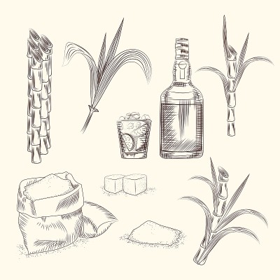 一套甘蔗。手绘藤叶背景。
