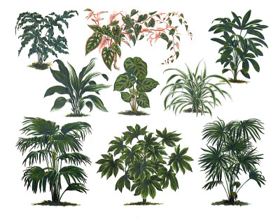 不同的室内植物。时尚插画构图。绿色复古概念与棕榈室内植物杂志。