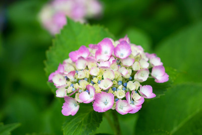 绣球花