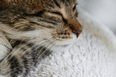 睡觉的猫