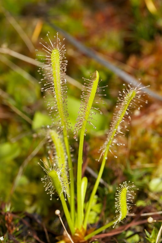 茅膏菜