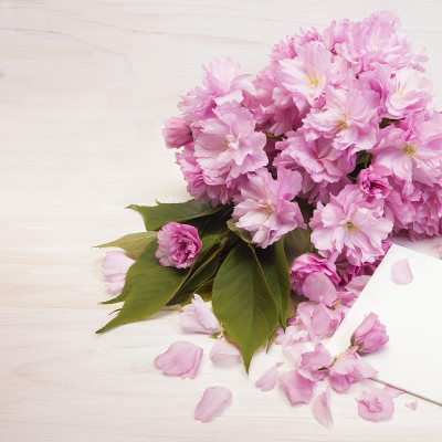 教师节贺卡上的樱花
