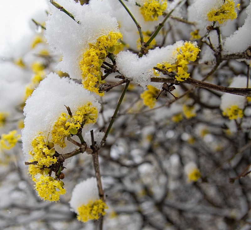 在雪地里开花的山茱萸灌木