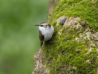 Treecreeper, Certhia familiaris