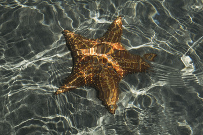 星海洋