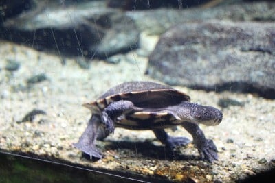 Chelodina mccordi
