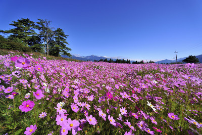 波斯菊领域