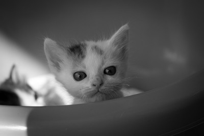 小猫