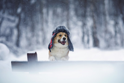 冬天的公园里，一只柯基狗戴着一顶带耳罩的暖毛帽子，在飘落的雪花下，爪子站在长凳上