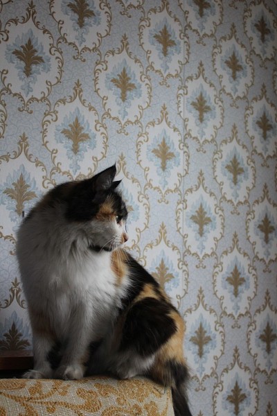 毛绒绒的猫坐在有花卉图案墙纸的房间沙发上