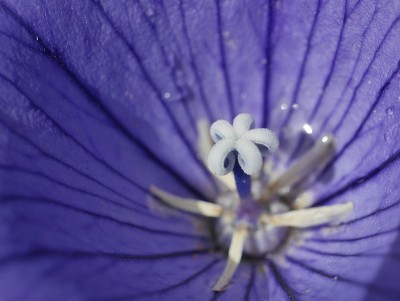 花瓣