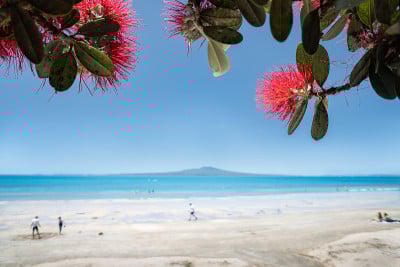 人们在Takapuna海滩上玩耍和放松，盛开的红色Pohutukawa花在远处的Rangitoto岛