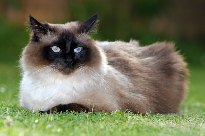 挪威森林猫很高