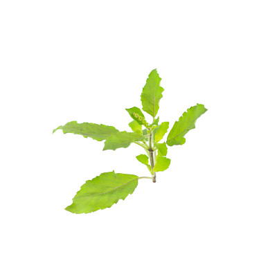 圣罗勒(Ocimum sanctum)孤立在白色背景上