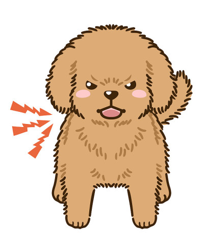 威吓型贵宾犬(棕色)