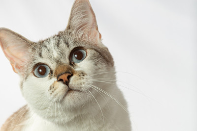 虎斑猫躺着看照片
