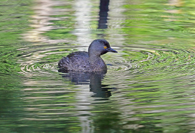 最后Grebe