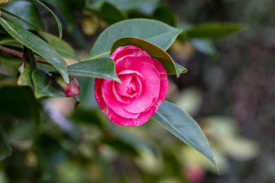 山茶花(Camellia Japonica La Sonnambula)生长在花园里