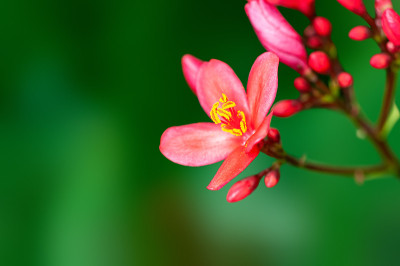 植物上美丽的粉红色花朵和花蕾
