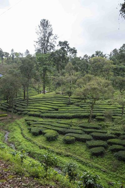 亚洲印度泰米尔纳德邦瓦尔帕莱附近的茶园和Shola森林
