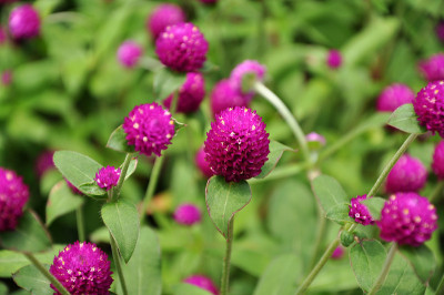 紫黄花