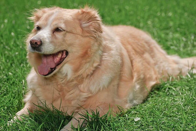 金毛猎犬