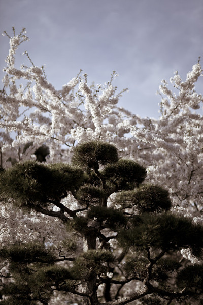 日本松树和樱花