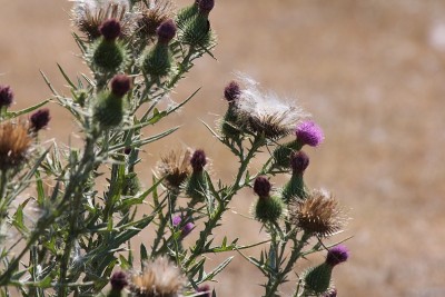 牛蓟(Cirsium vulgare)