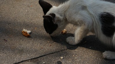 一只可爱的黑白相间的野猫在公园里吃东西
