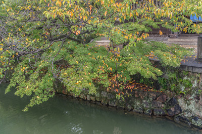 仓木河的秋景