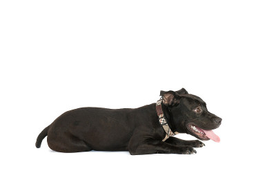 斗牛犬