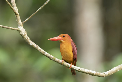 Ruddy kingfisher, Halcyon coromanda, Dehing, Patka