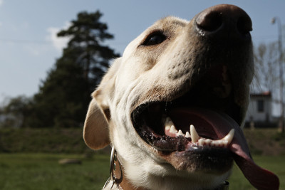 拉布拉多寻回犬