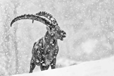 雪灾下野山羊黑白画像(卡普拉野山羊)