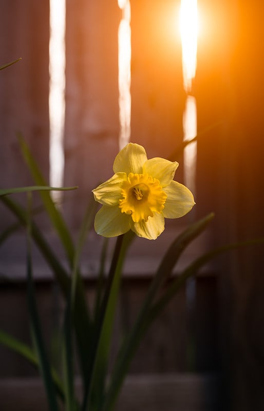 水仙花在日落