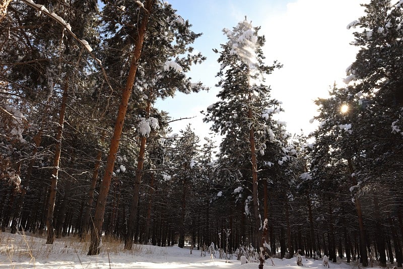 土耳其旅游。
土耳其埃尔祖鲁姆市森林里的雪。
-50摄氏度。
美丽的冬天有白雪覆盖的树木，松树。
森