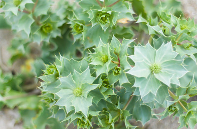 绿色蔬菜的背景。棘手的沙丘植物。海滨eryngium。Eryngium maritimum L。