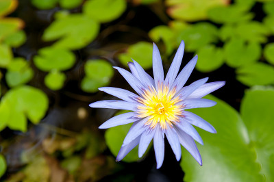 紫色的莲花