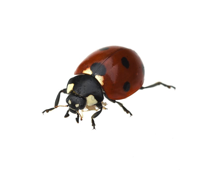 Ladybug;有害;semptempunctata