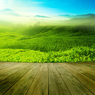 绿茶田的自然景观与多云的天空