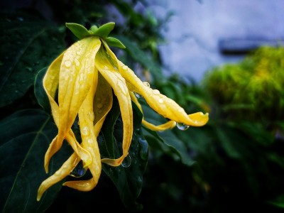 香椿，美丽的黄花