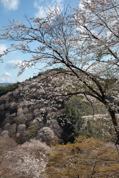 吉野山的樱花