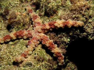 结节海星(Echinaster callosus)在埃及红海。