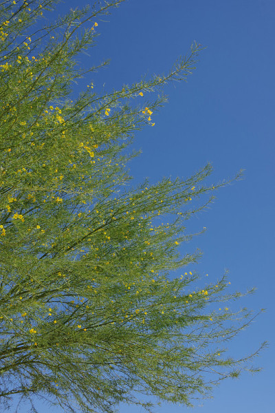 Cercidium 沙漠博物馆 Palo Verde 树