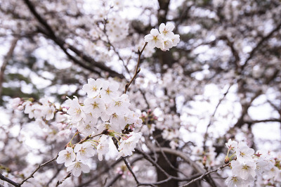 樱花盛开的季节樱花在日本东京