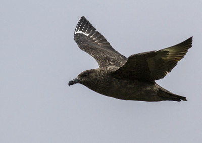飞行中的大贼鸥(Bonxie)